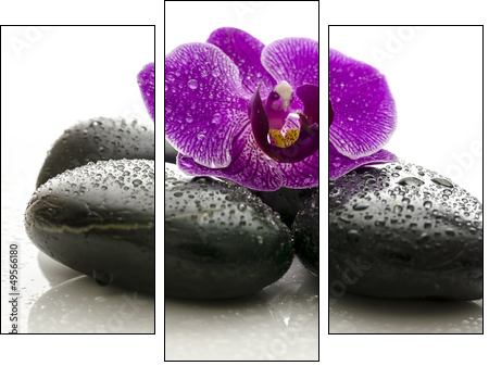 Violet orchid on black spa stones with water drops  - Obraz trzyczęściowy, Tryptyk