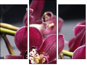 set of branch gorgeous red orchid on stones reflection  - Obraz trzyczęściowy, Tryptyk