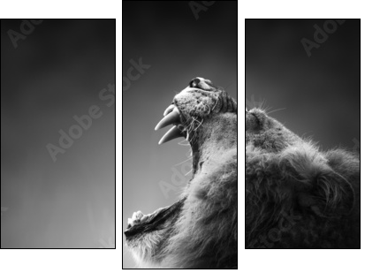 Lion displaying dangerous teeth  - Obraz trzyczęściowy, Tryptyk