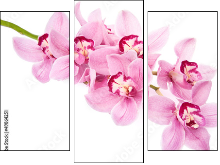 pink orchid flowers isolated  - Obraz trzyczęściowy, Tryptyk