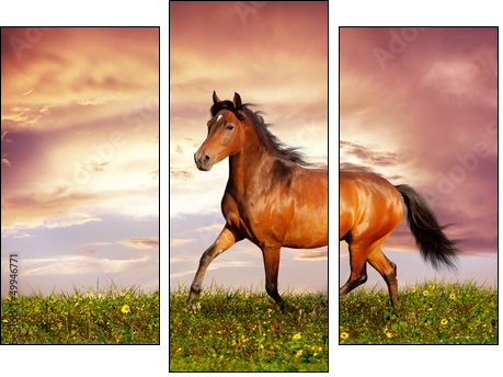Beautiful brown horse running trot  - Obraz trzyczęściowy, Tryptyk