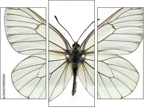 Isolated Black-veined White butterfly  - Obraz trzyczęściowy, Tryptyk