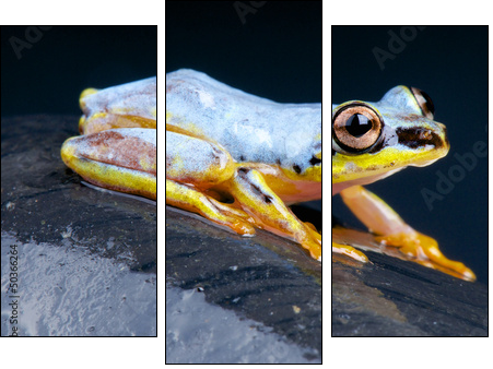 White Tree Frog / Heterixalus madagascariensis  - Obraz trzyczęściowy, Tryptyk