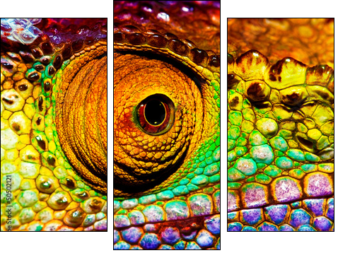 Reptilian eye  - Obraz trzyczęściowy, Tryptyk