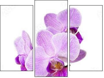 Light purple orchid isolated on white  - Obraz trzyczęściowy, Tryptyk