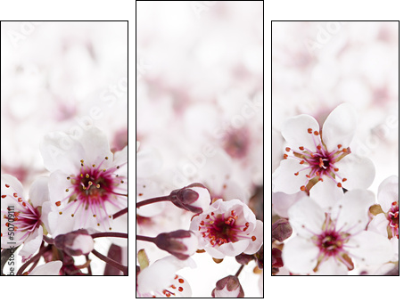 Cherry blossoms  - Obraz trzyczęściowy, Tryptyk