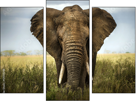sfondo di elefante  - Obraz trzyczęściowy, Tryptyk