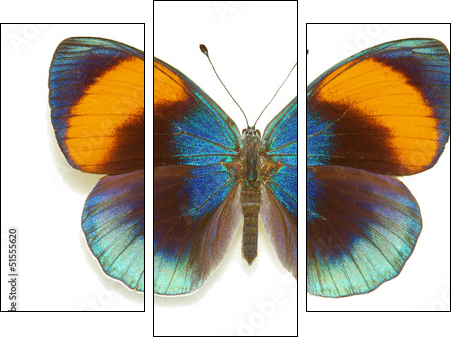 Exotic butterfly Asterope sapphira  - Obraz trzyczęściowy, Tryptyk