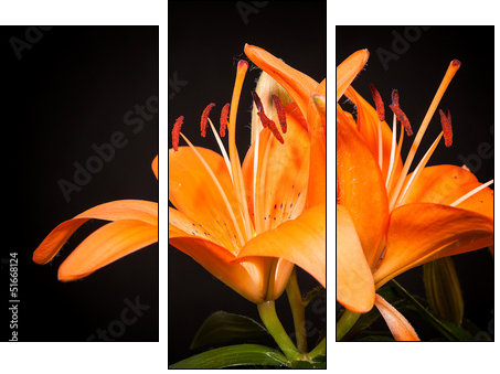 lilies on a black background  - Obraz trzyczęściowy, Tryptyk