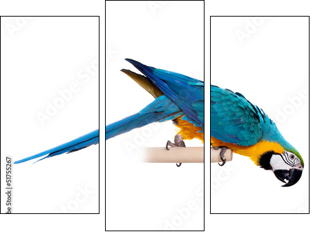 Blue and Yellow Macaw (Ara Ararauna) on white  - Obraz trzyczęściowy, Tryptyk