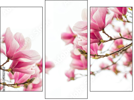 MagnolienblÃ¼ten FrÃ¼hlingszeit  - Obraz trzyczęściowy, Tryptyk