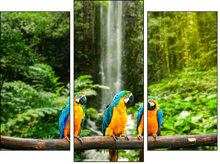 Blue-and-Yellow Macaw  - Obraz trzyczęściowy, Tryptyk
