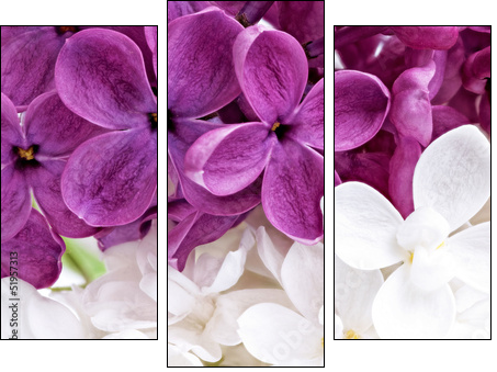 Beautiful Bunch of violet and white Lilac  - Obraz trzyczęściowy, Tryptyk