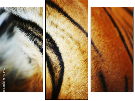 tiger  - Obraz trzyczęściowy, Tryptyk