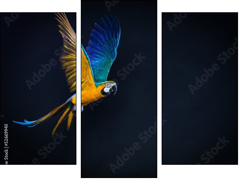 Colourful flying Ara on a dark background  - Obraz trzyczęściowy, Tryptyk