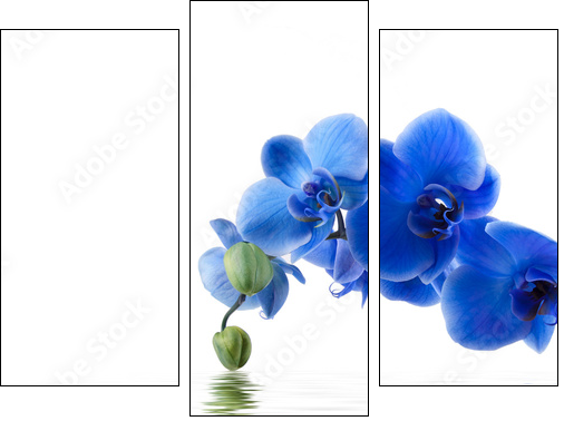 ramo de orquÃ­dea y reflejo en el agua  - Obraz trzyczęściowy, Tryptyk