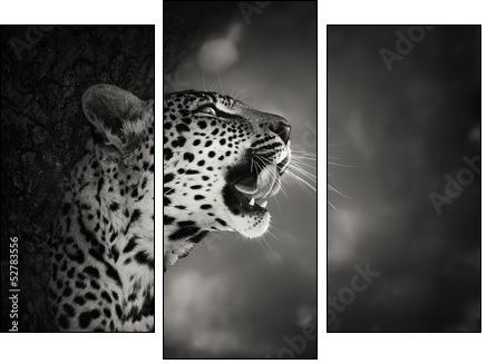 Leopard portrait  - Obraz trzyczęściowy, Tryptyk