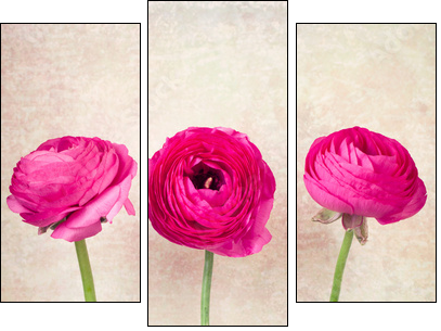Three single ranunculus flowers on vintage background  - Obraz trzyczęściowy, Tryptyk
