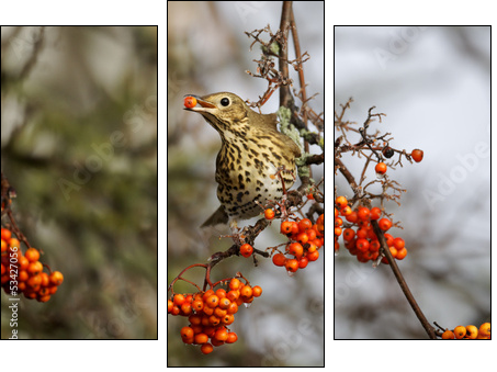 Song thrush, Turdus philomelos  - Obraz trzyczęściowy, Tryptyk