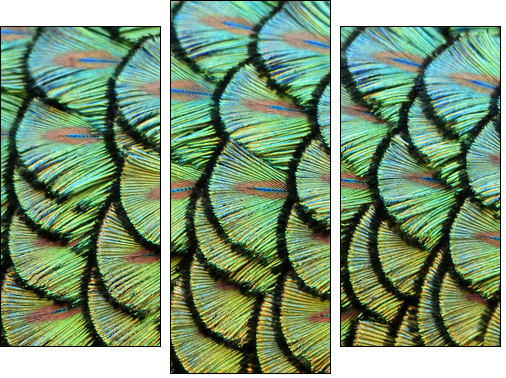 peacock background  - Obraz trzyczęściowy, Tryptyk