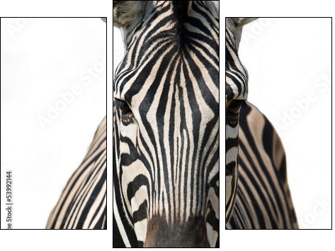 Isolated zebra  - Obraz trzyczęściowy, Tryptyk