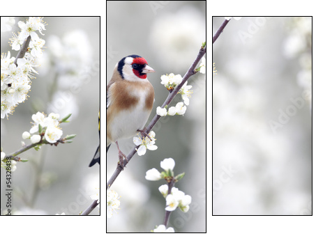 Goldfinch, Carduelis carduelis  - Obraz trzyczęściowy, Tryptyk