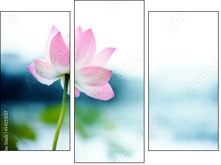 blooming lotus flower  - Obraz trzyczęściowy, Tryptyk