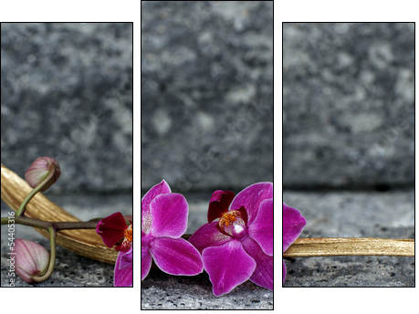 OrchideenblÃ¼te in einer Palmblattschale  - Obraz trzyczęściowy, Tryptyk