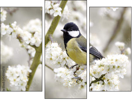 Great tit, Parus major, single bird on blossom  - Obraz trzyczęściowy, Tryptyk