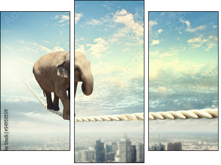 Elephant walking on rope  - Obraz trzyczęściowy, Tryptyk