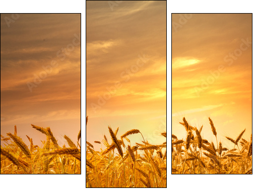 A field of wheat in the golden light of sunset.  - Obraz trzyczęściowy, Tryptyk