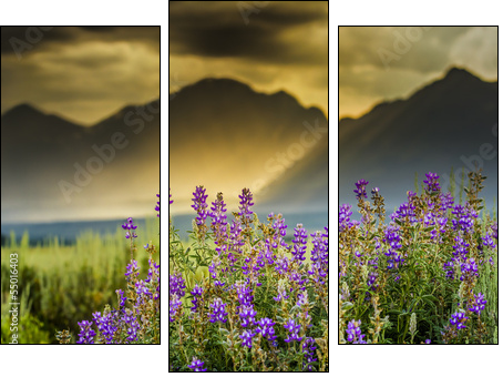 Purple Lupines in the Tetons  - Obraz trzyczęściowy, Tryptyk