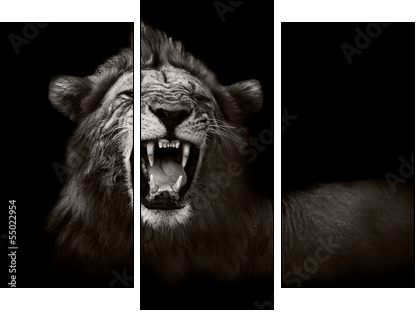 Lion displaying dangerous teeth  - Obraz trzyczęściowy, Tryptyk