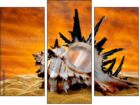Conch shell on beach in the sunset  - Obraz trzyczęściowy, Tryptyk