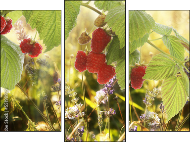 Raspberry.Garden raspberries at Sunset.Soft Focus  - Obraz trzyczęściowy, Tryptyk