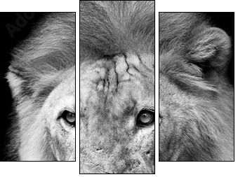 Lion portrait  - Obraz trzyczęściowy, Tryptyk