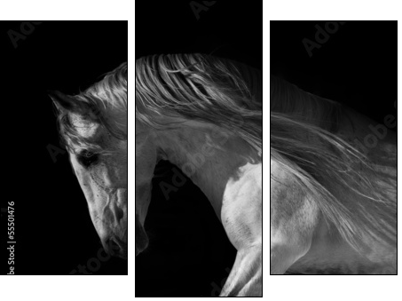 horse portrait on a dark background  - Obraz trzyczęściowy, Tryptyk