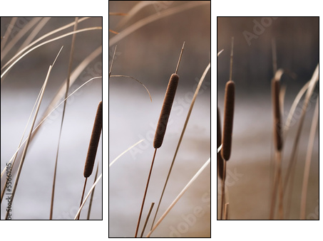 Reeds in Autumn  - Obraz trzyczęściowy, Tryptyk