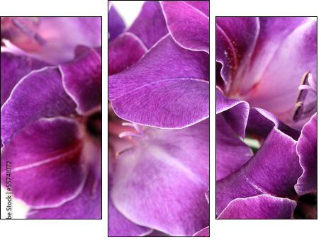 Beautiful gladiolus flower close up  - Obraz trzyczęściowy, Tryptyk