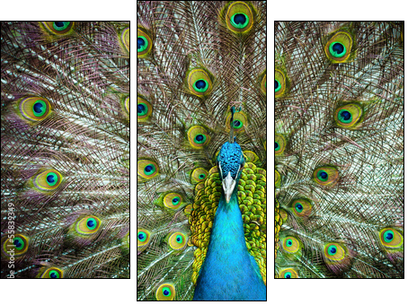 Peacock closeup on a background of feathers  - Obraz trzyczęściowy, Tryptyk