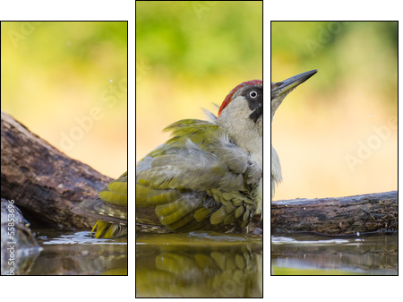 European Green Woodpecker  - Obraz trzyczęściowy, Tryptyk