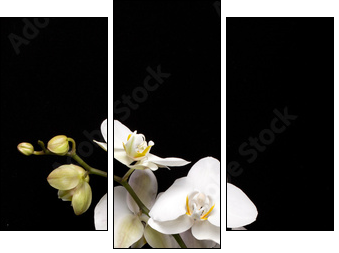 White orchid isolated on black  - Obraz trzyczęściowy, Tryptyk