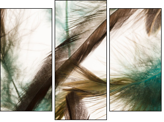 Color feathers  - Obraz trzyczęściowy, Tryptyk