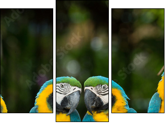 parrot  - Obraz trzyczęściowy, Tryptyk