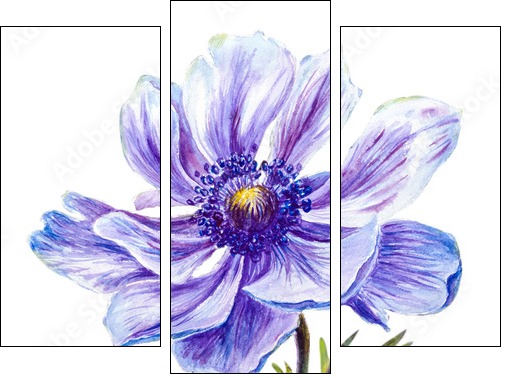 Japanese Anemones flower. Watercolor.  - Obraz trzyczęściowy, Tryptyk