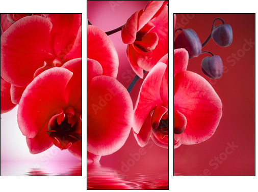orquÃ­deas rojas con fondo y agua  - Obraz trzyczęściowy, Tryptyk