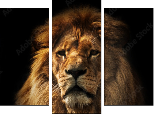 Lion portrait with rich mane on black  - Obraz trzyczęściowy, Tryptyk