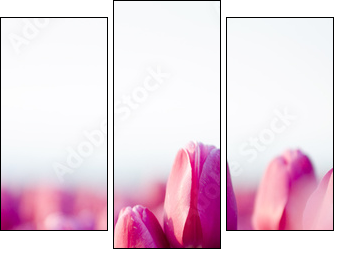 Tulipany na łące
 - Obraz trzyczęściowy, Tryptyk