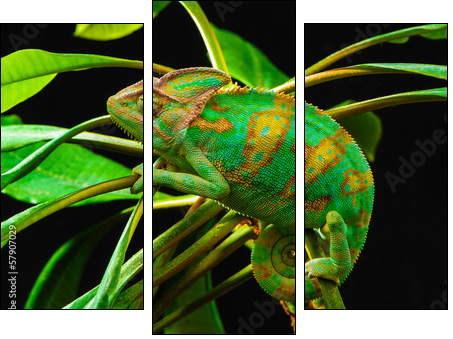One Yemen chameleon  - Obraz trzyczęściowy, Tryptyk