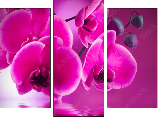 natural floral background, spa concept  - Obraz trzyczęściowy, Tryptyk
